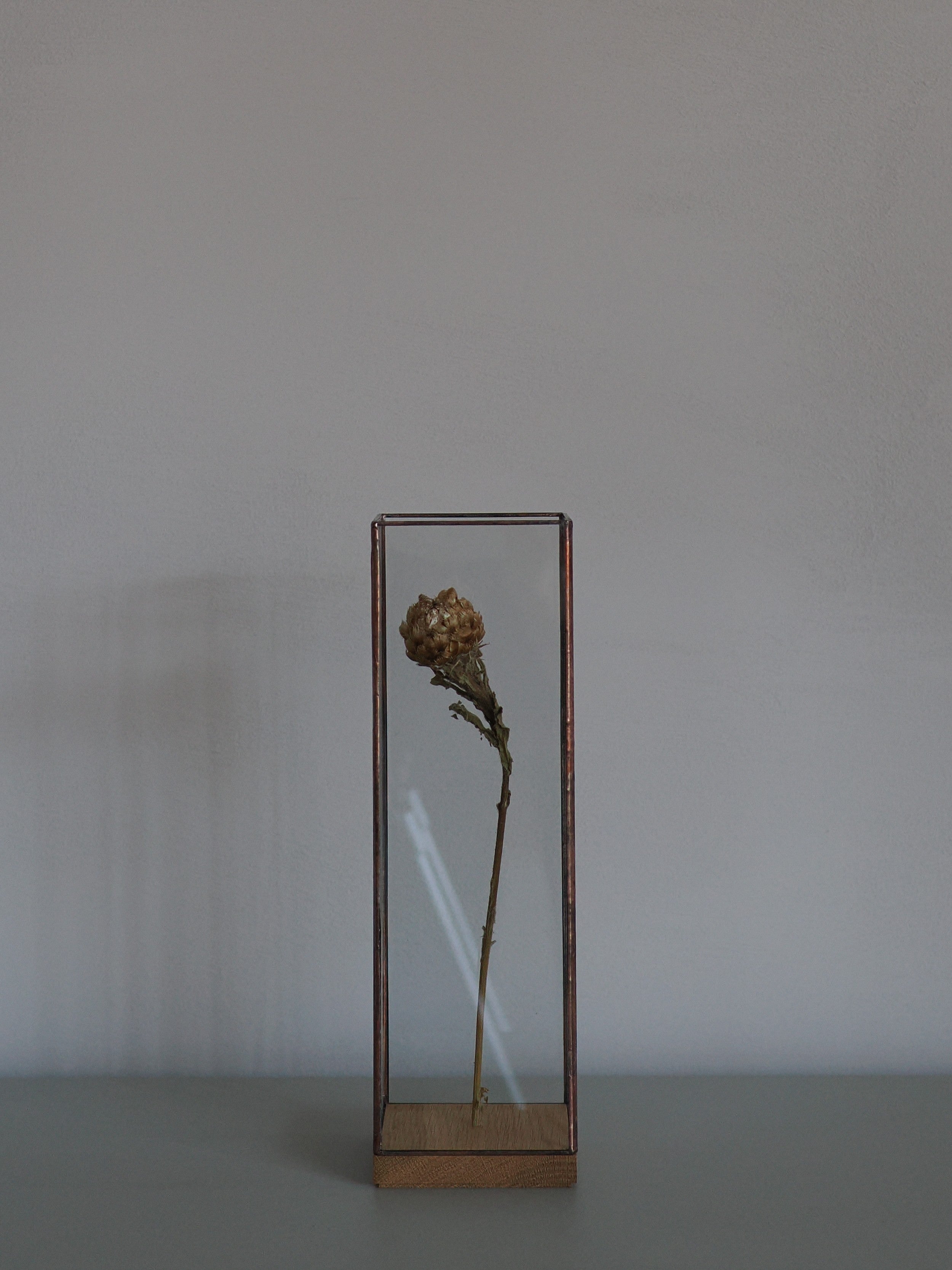 Showcase Long80 / Copper【1012terra】J