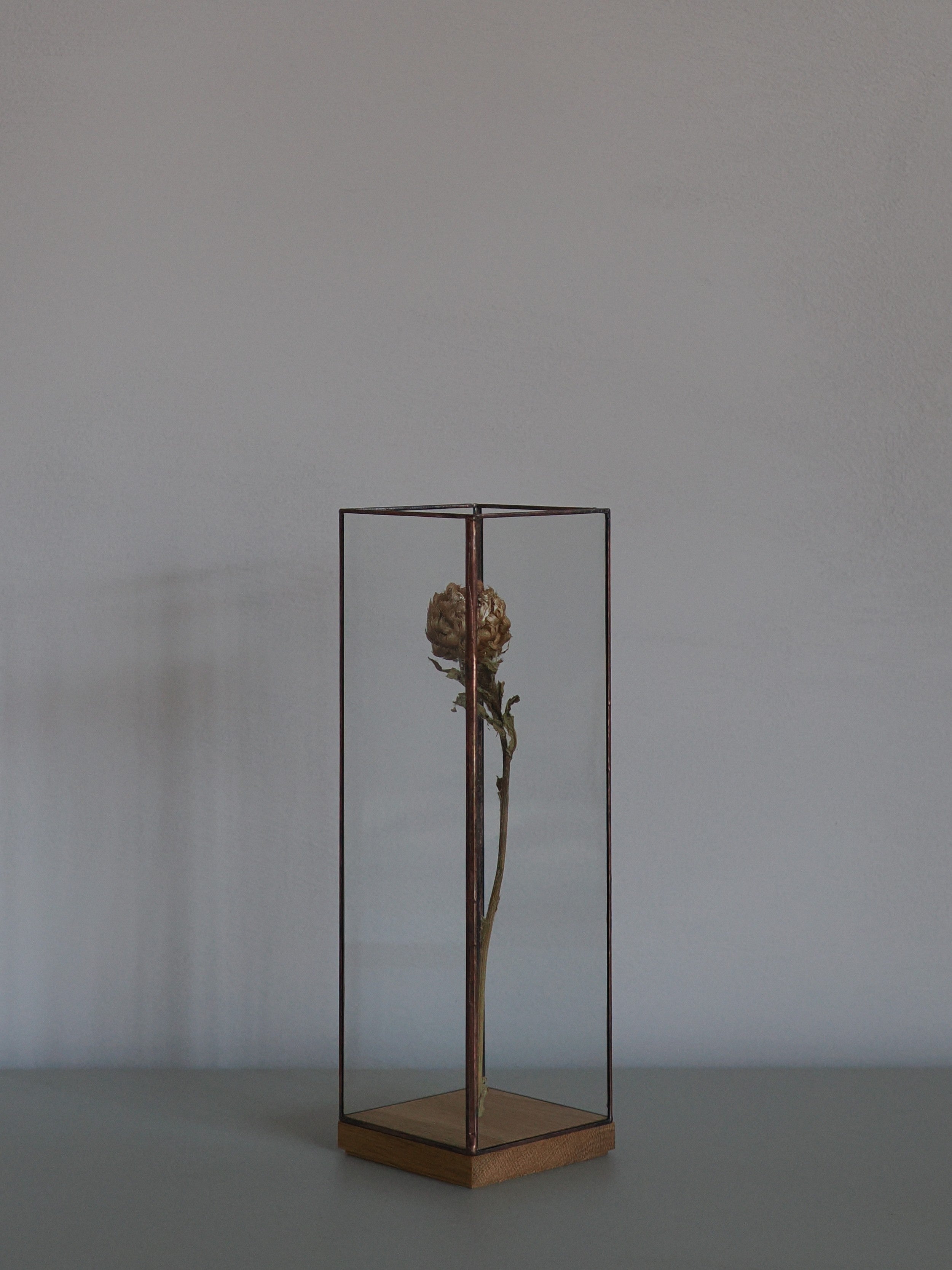 Showcase Long80 / Copper【1012terra】J